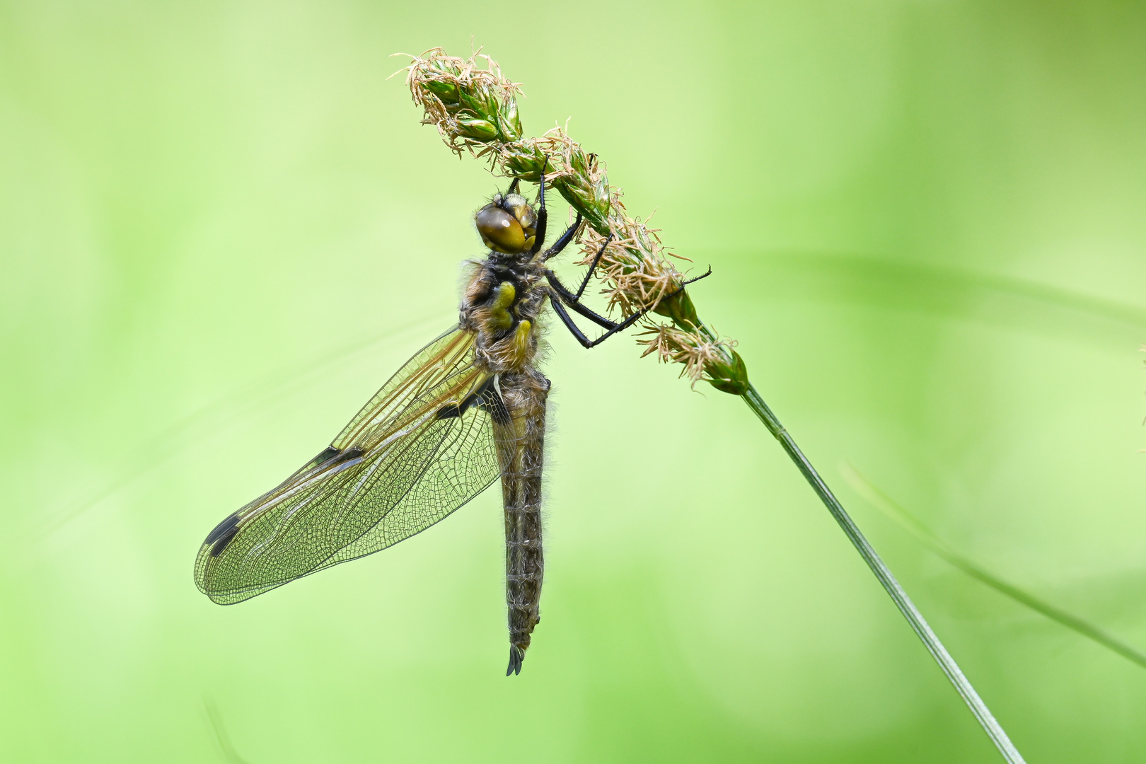 Vierflecklibelle