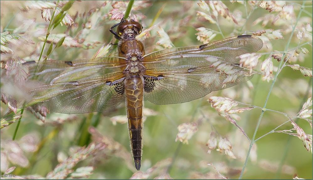 Vierflecklibelle