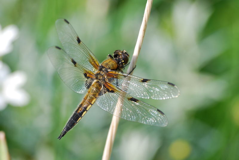 Vierflecklibelle