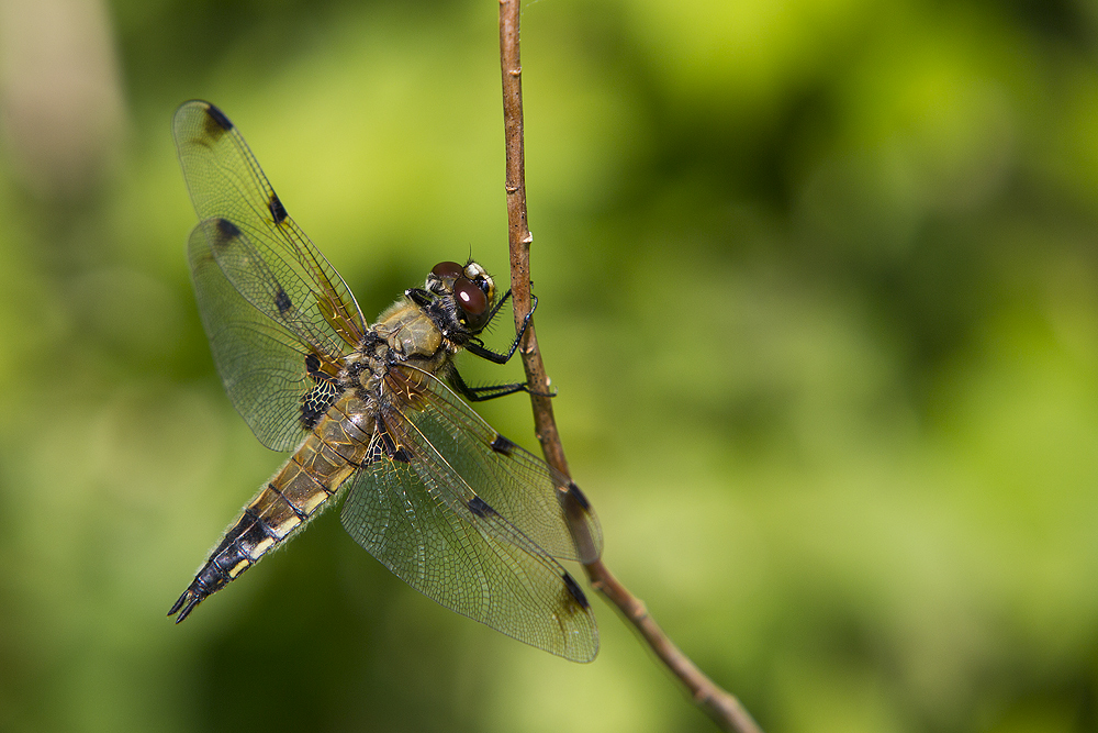 Vierflecklibelle