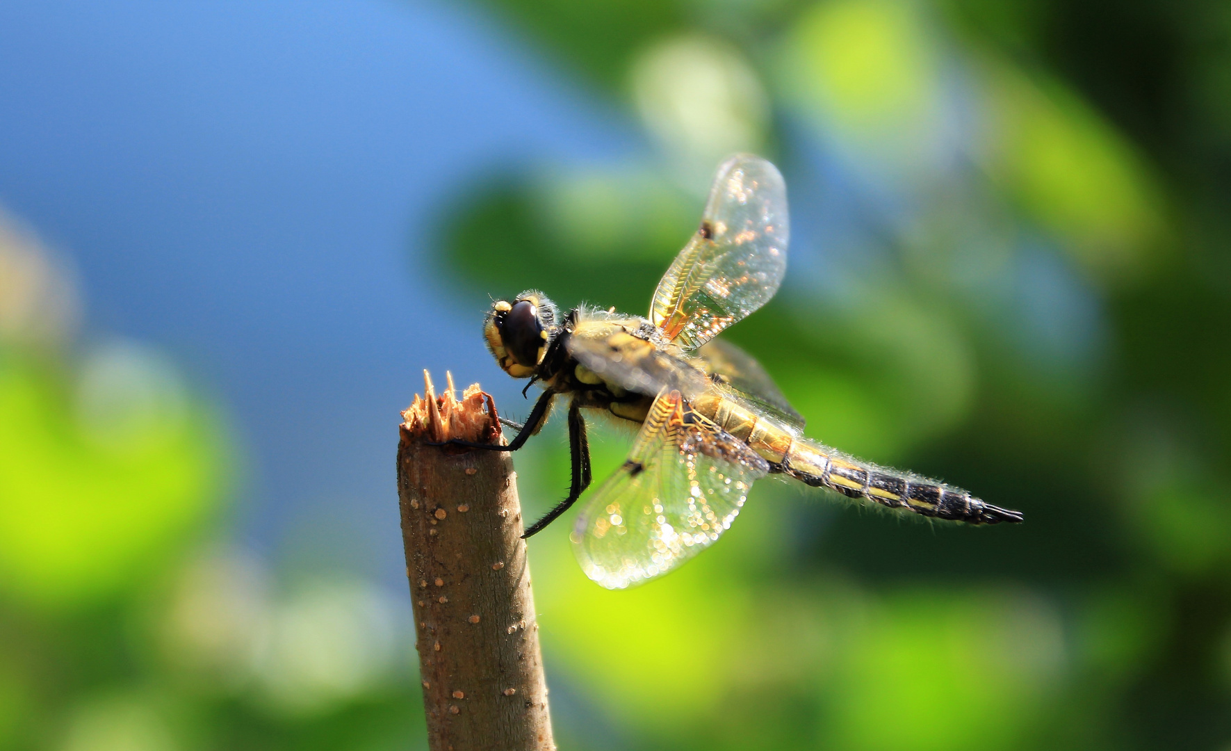 Vierflecklibelle