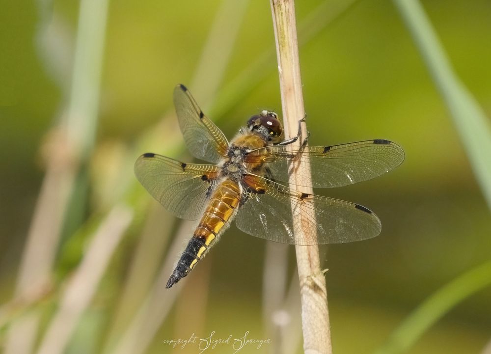 Vierflecklibelle