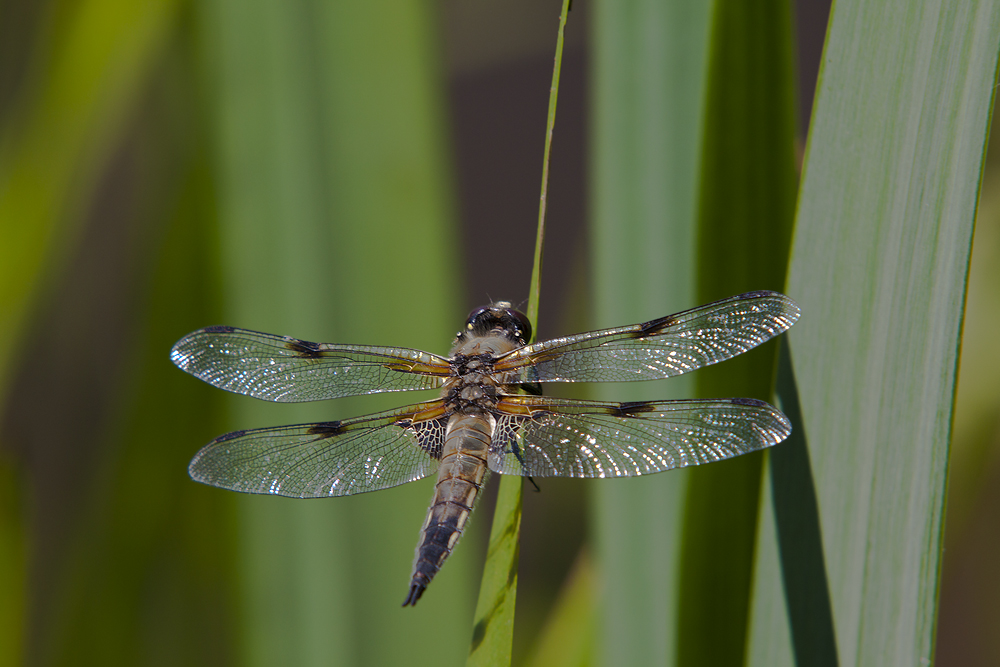 Vierflecklibelle