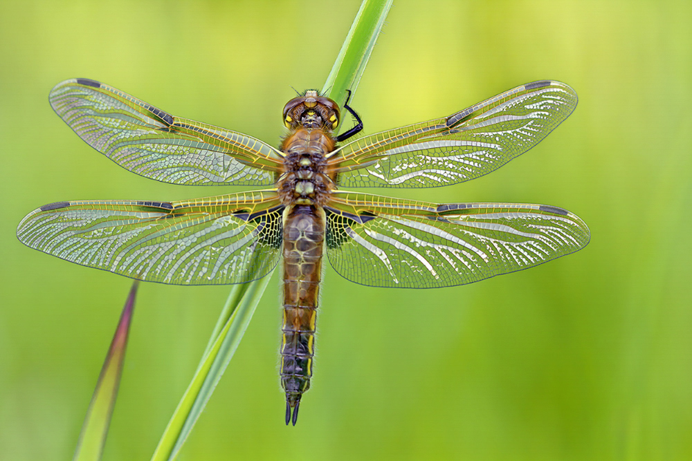 Vierflecklibelle