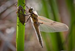 vierflecklibelle