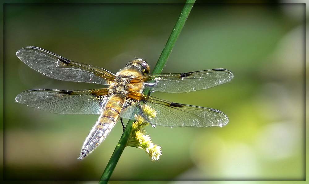 Vierflecklibelle