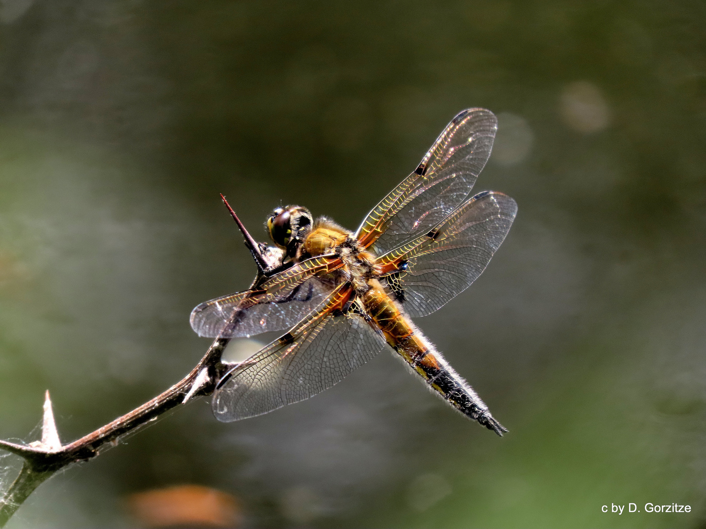 Vierflecklibelle !