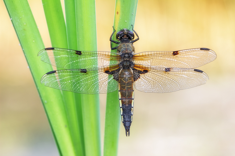 Vierflecklibelle