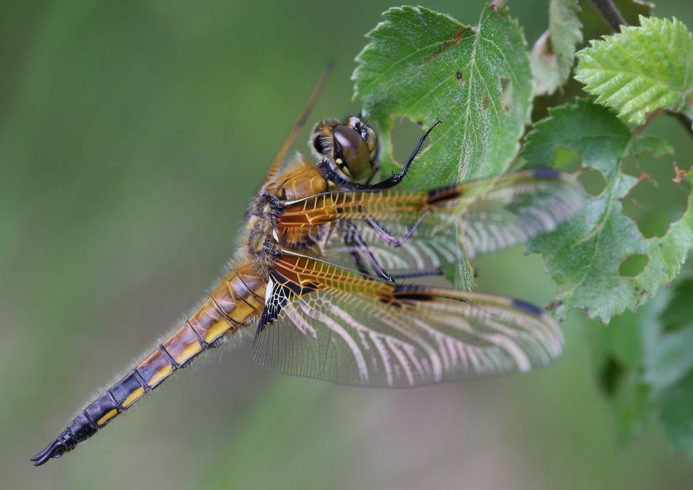 Vierflecklibelle