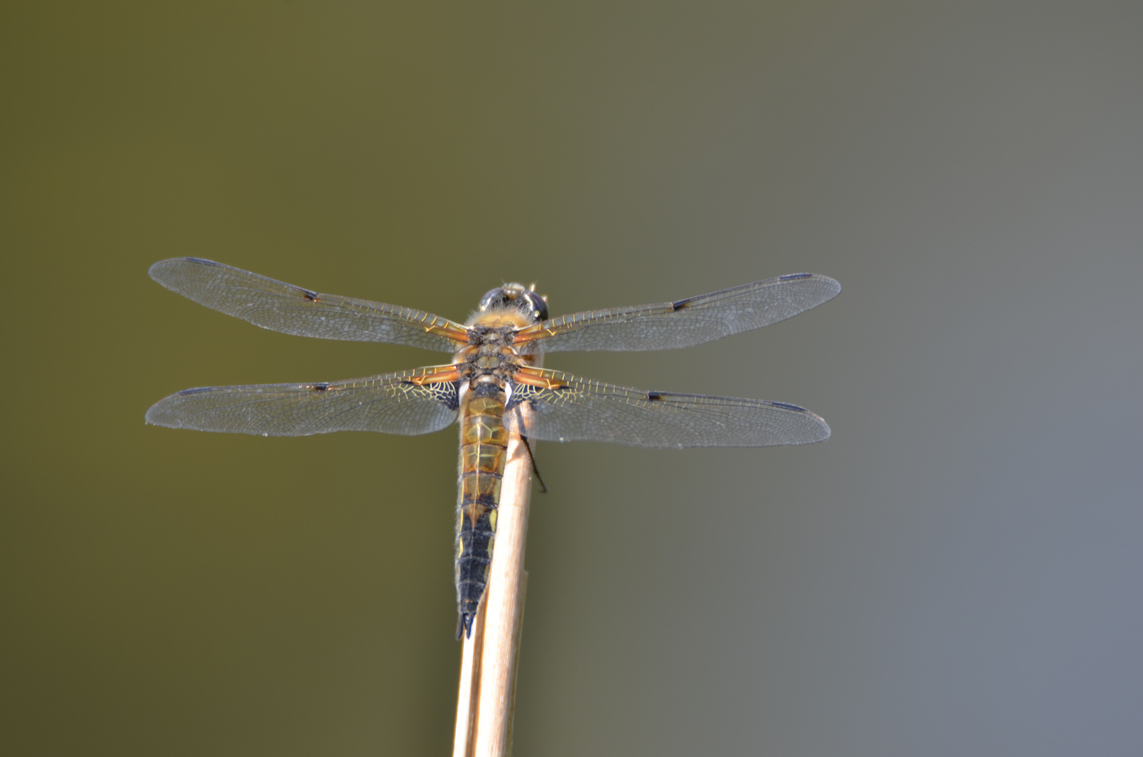 Vierflecklibelle (2)