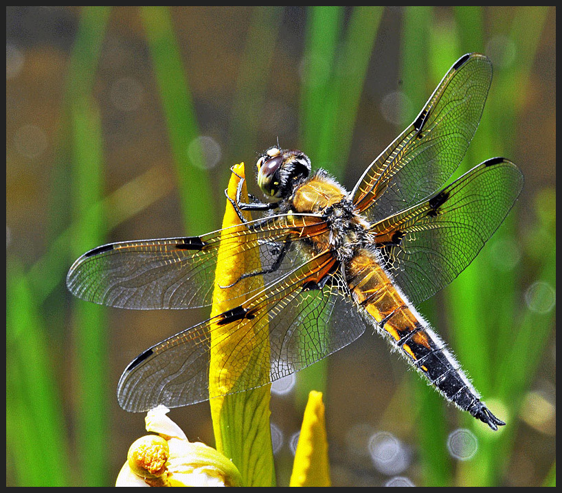 Vierflecklibelle