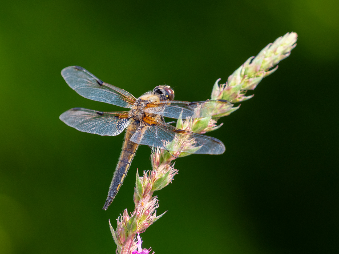 Vierflecklibelle