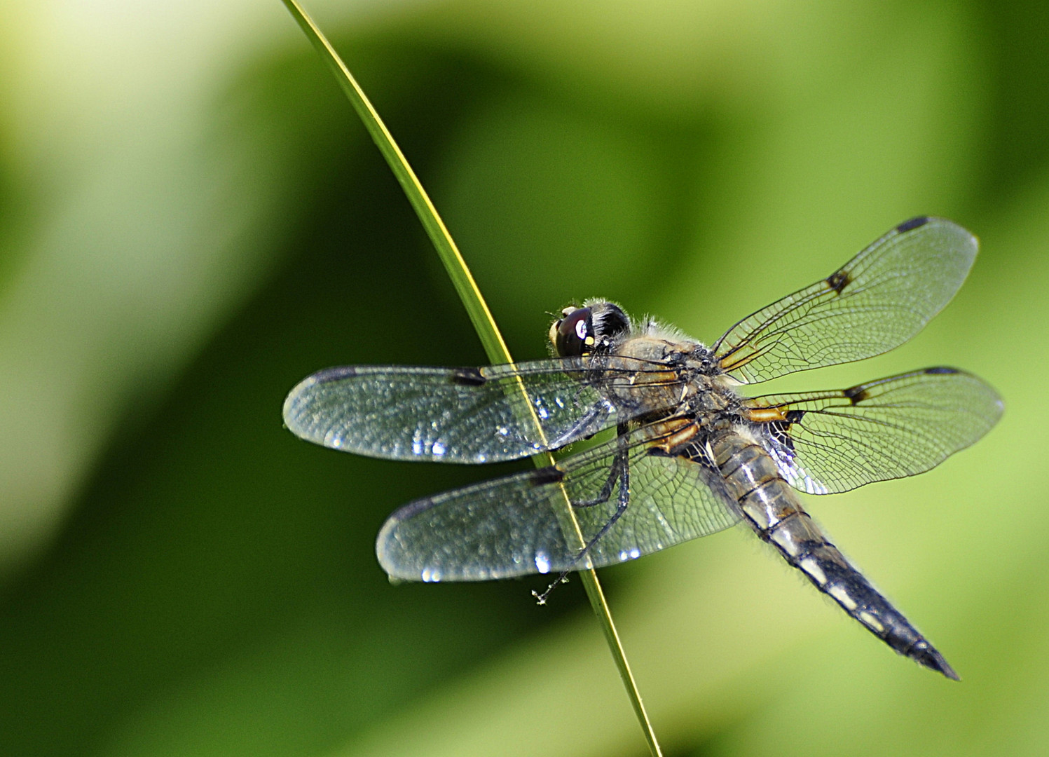 Vierflecklibelle