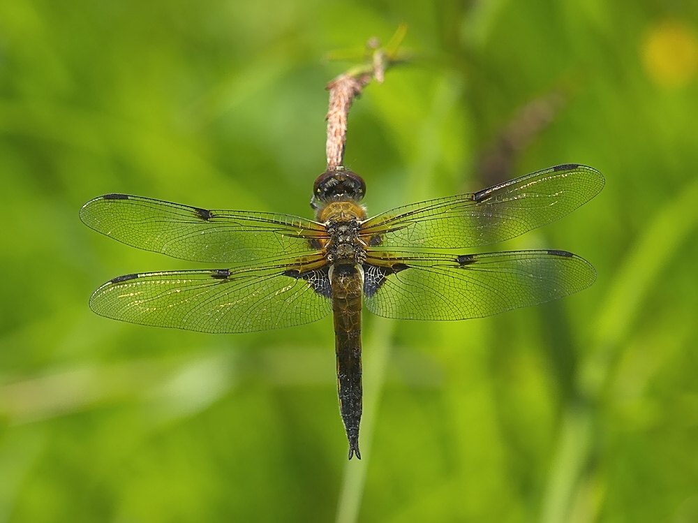 Vierflecklibelle