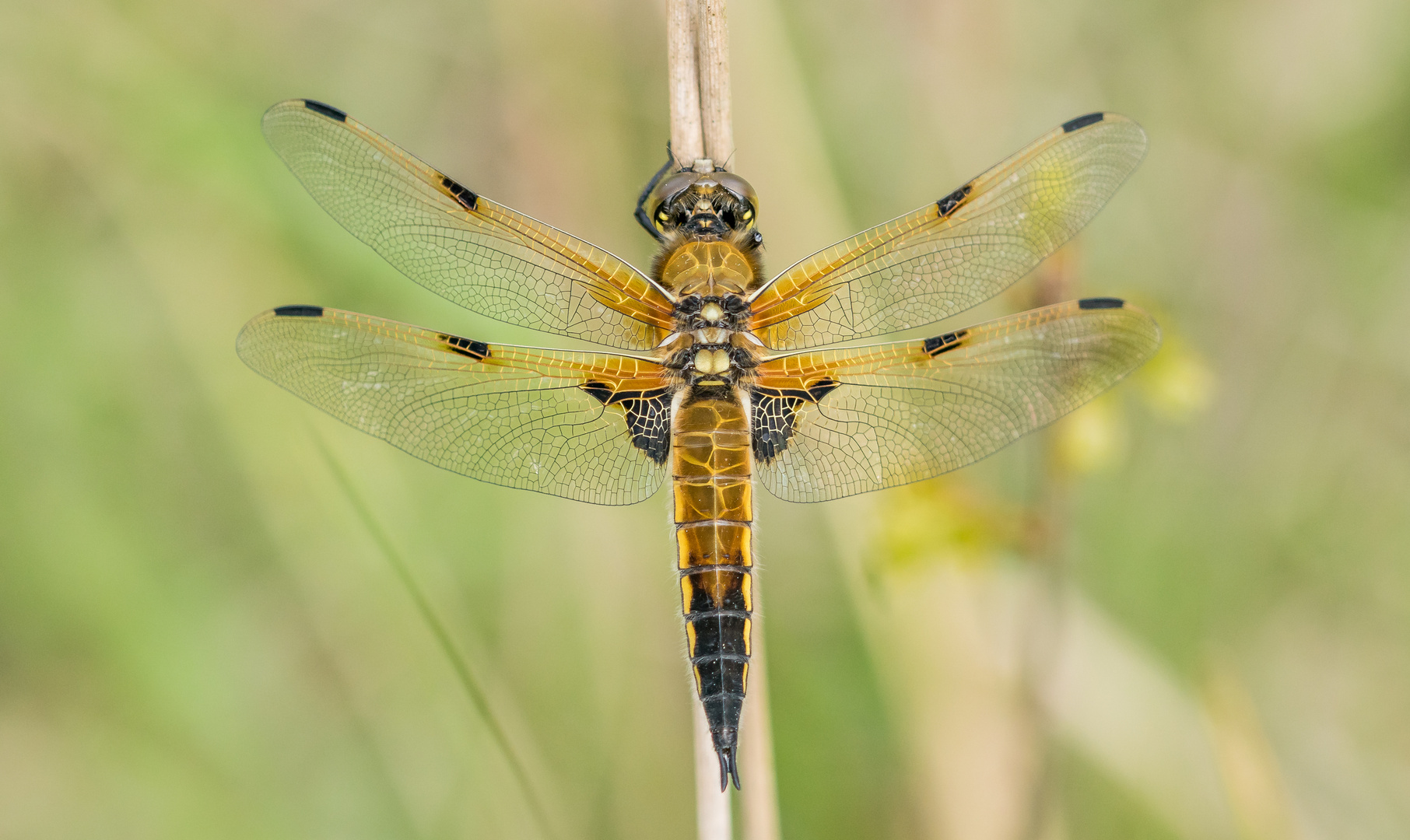 Vierflecklibelle