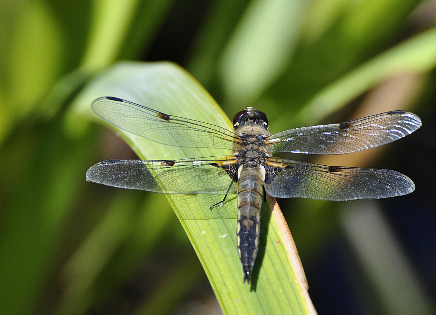 Vierflecklibelle