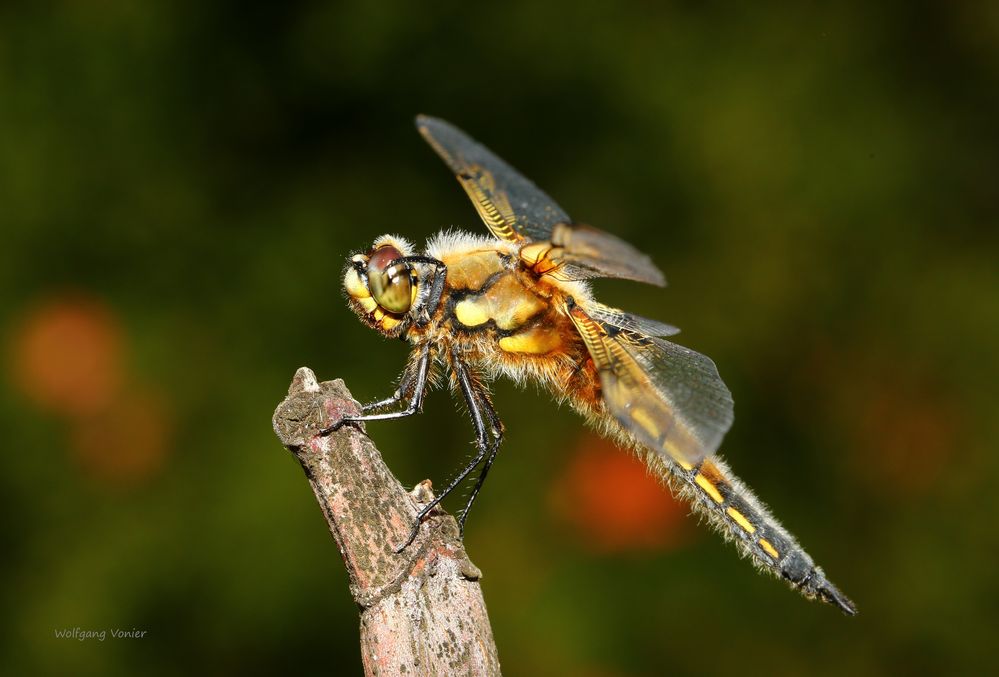 Vierflecklibelle