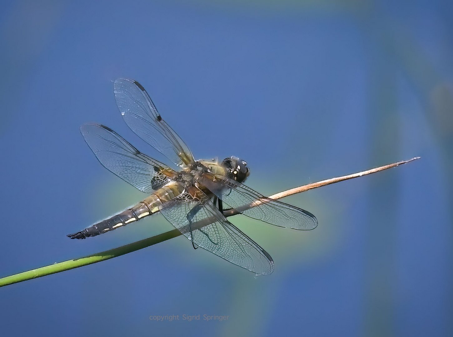 Vierflecklibelle 