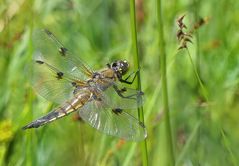 Vierflecklibelle