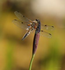 Vierflecklibelle