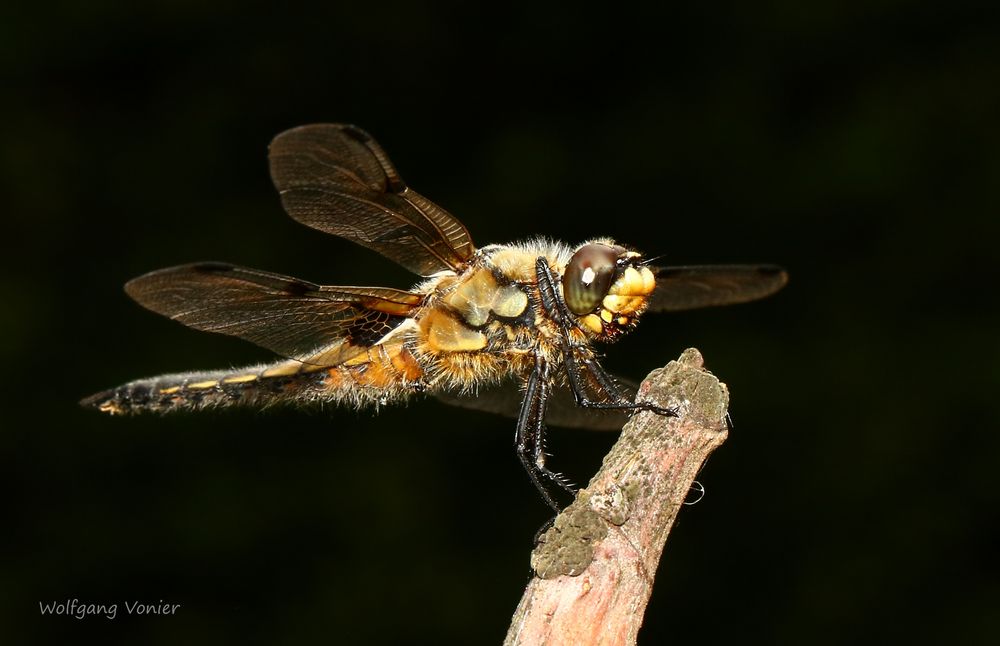 Vierflecklibelle