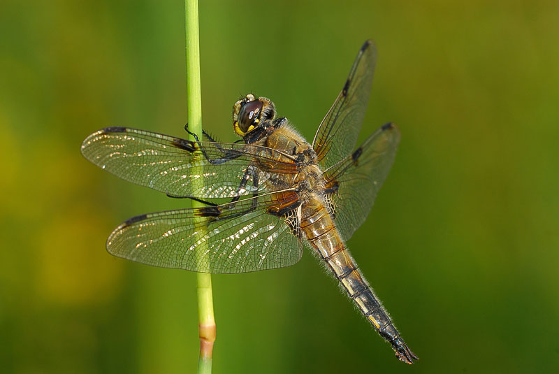 Vierflecklibelle