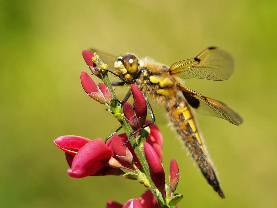 Vierflecklibelle