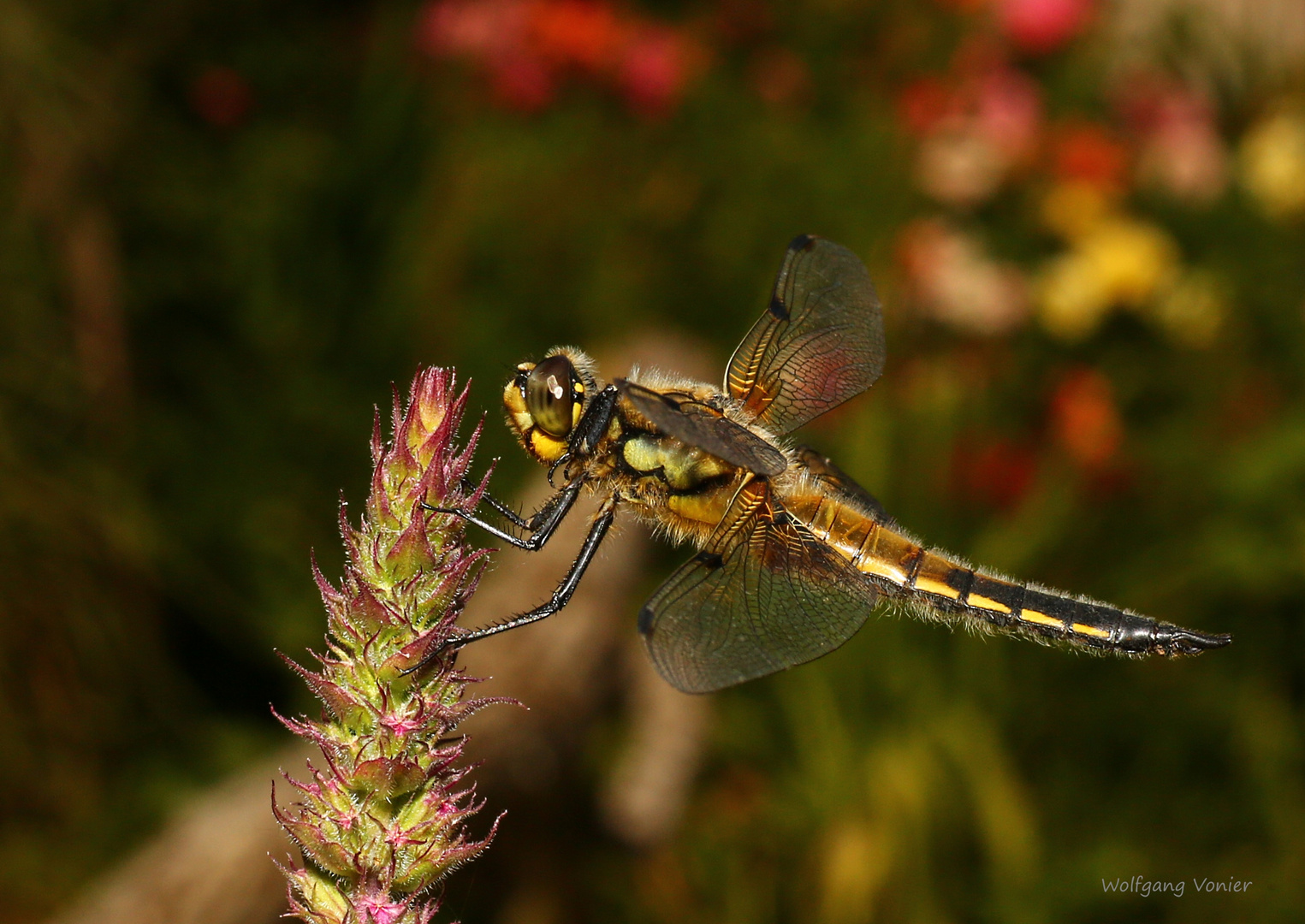 Vierflecklibelle