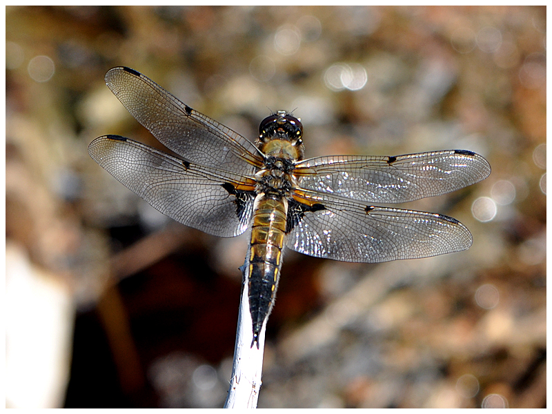 Vierflecklibelle