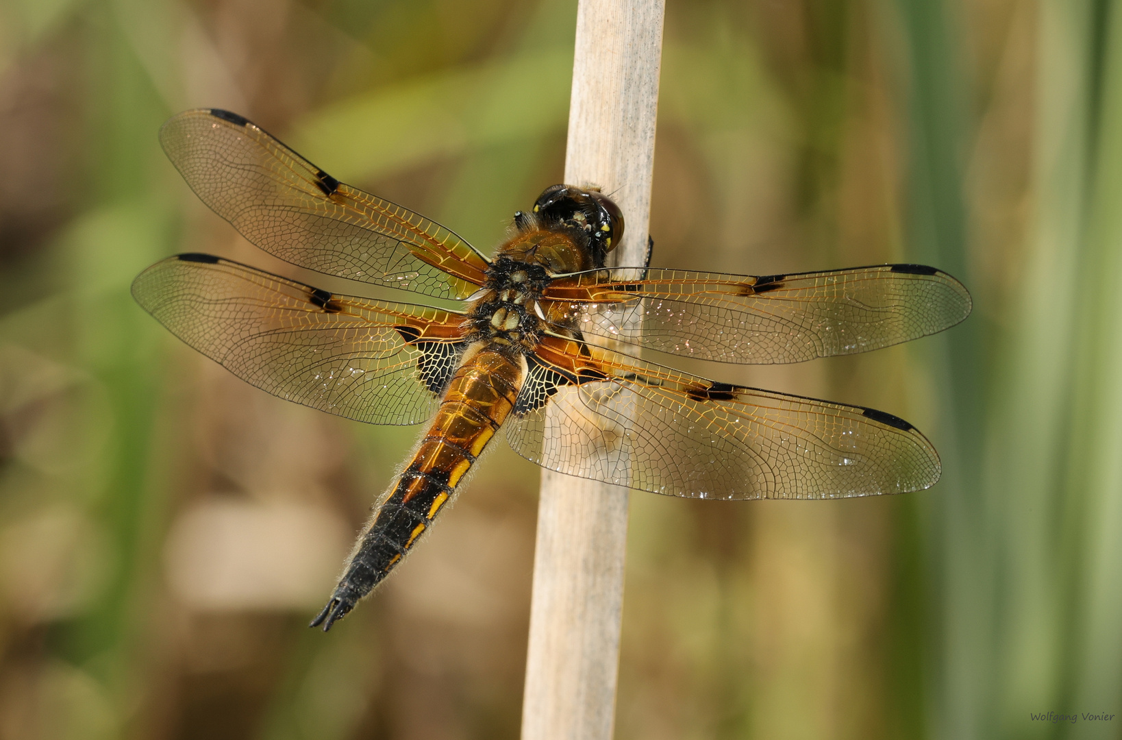 Vierflecklibelle