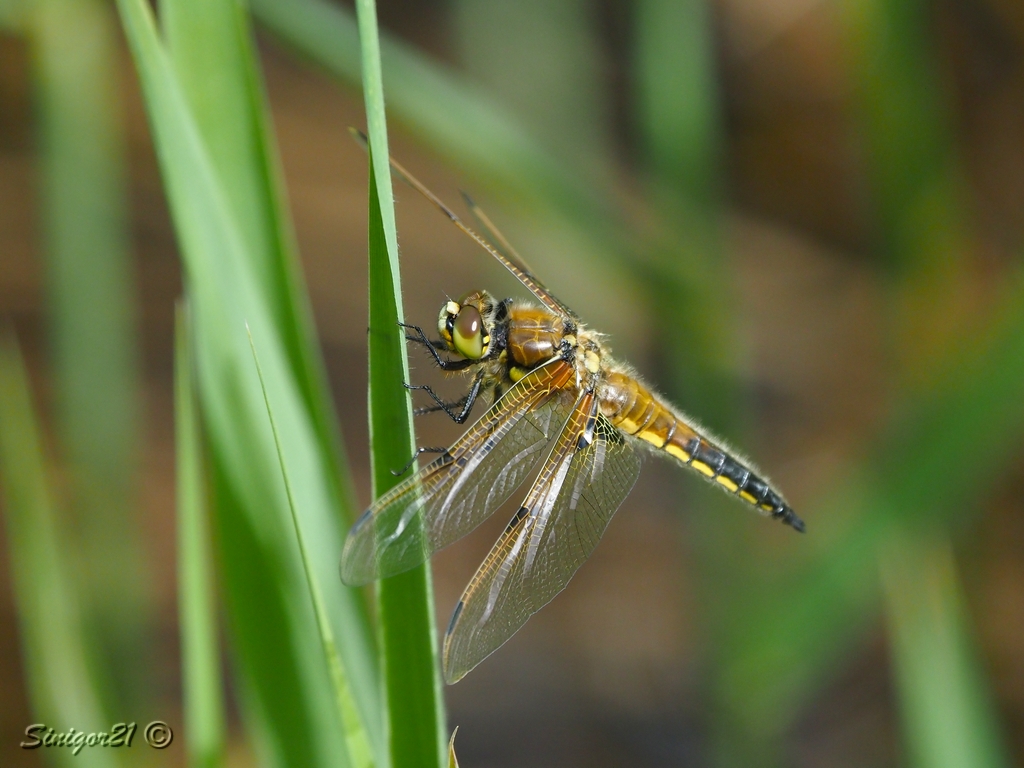 Vierflecklibelle