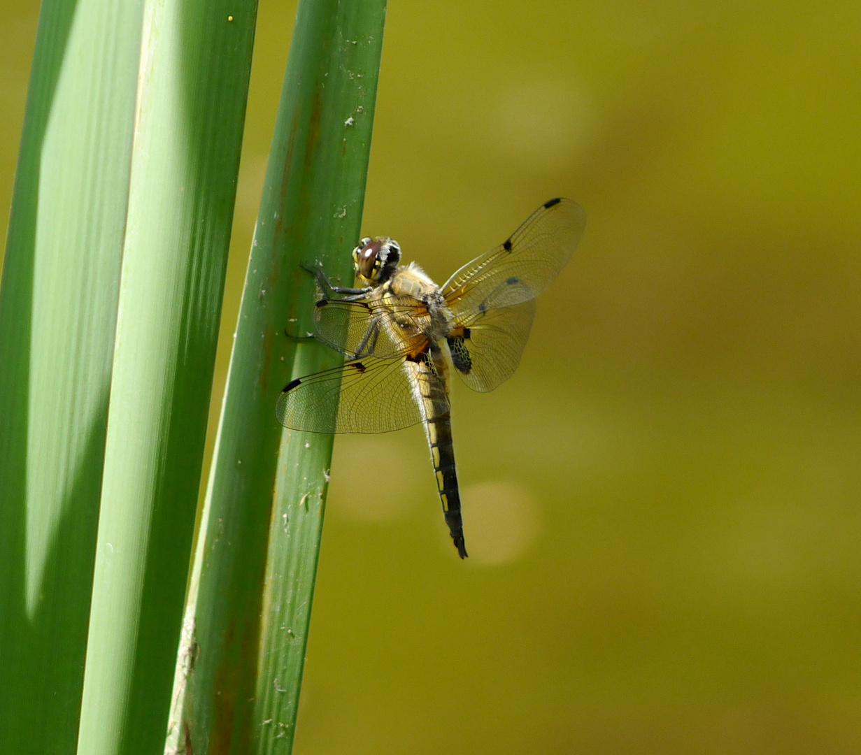 Vierflecklibelle