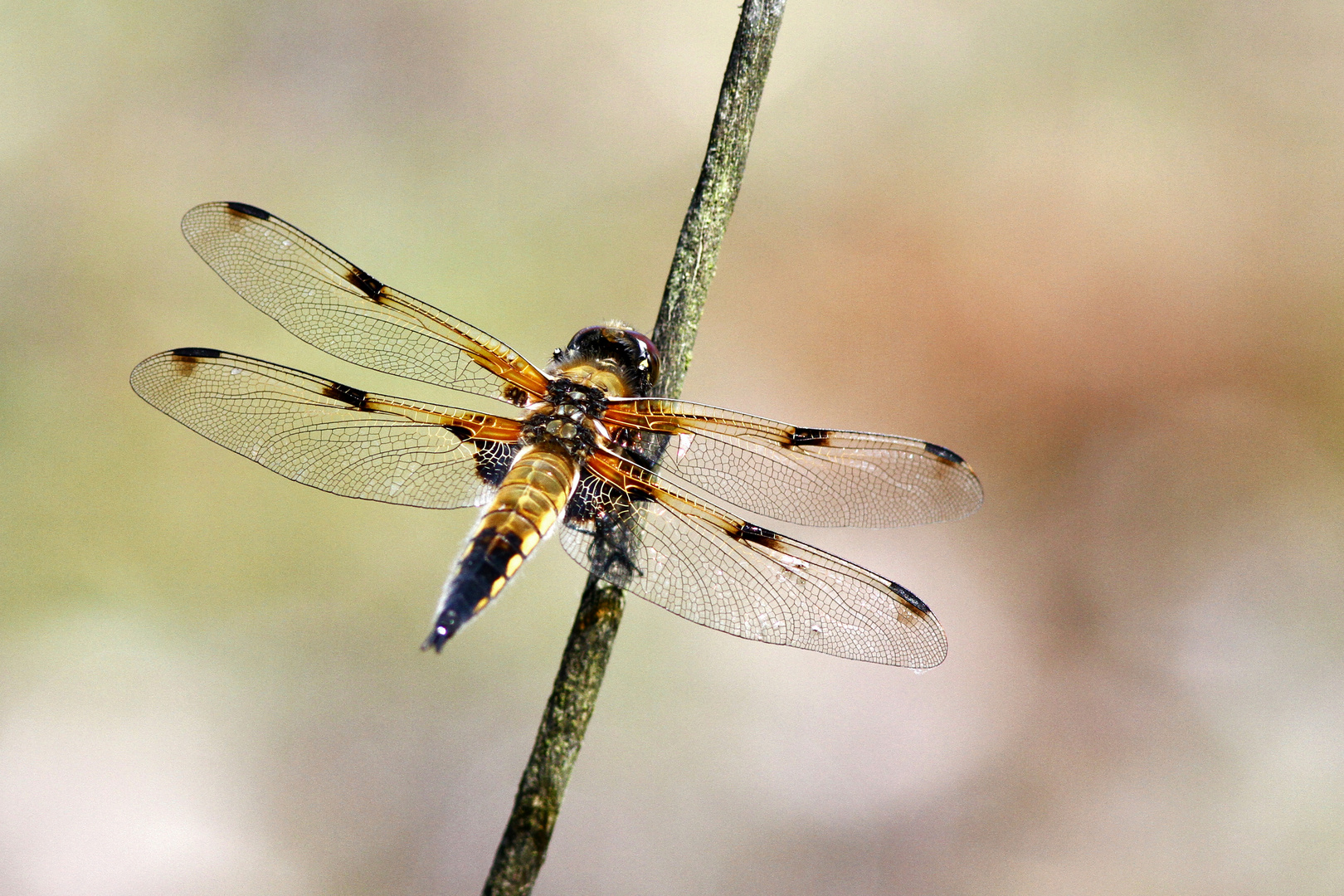 Vierflecklibelle