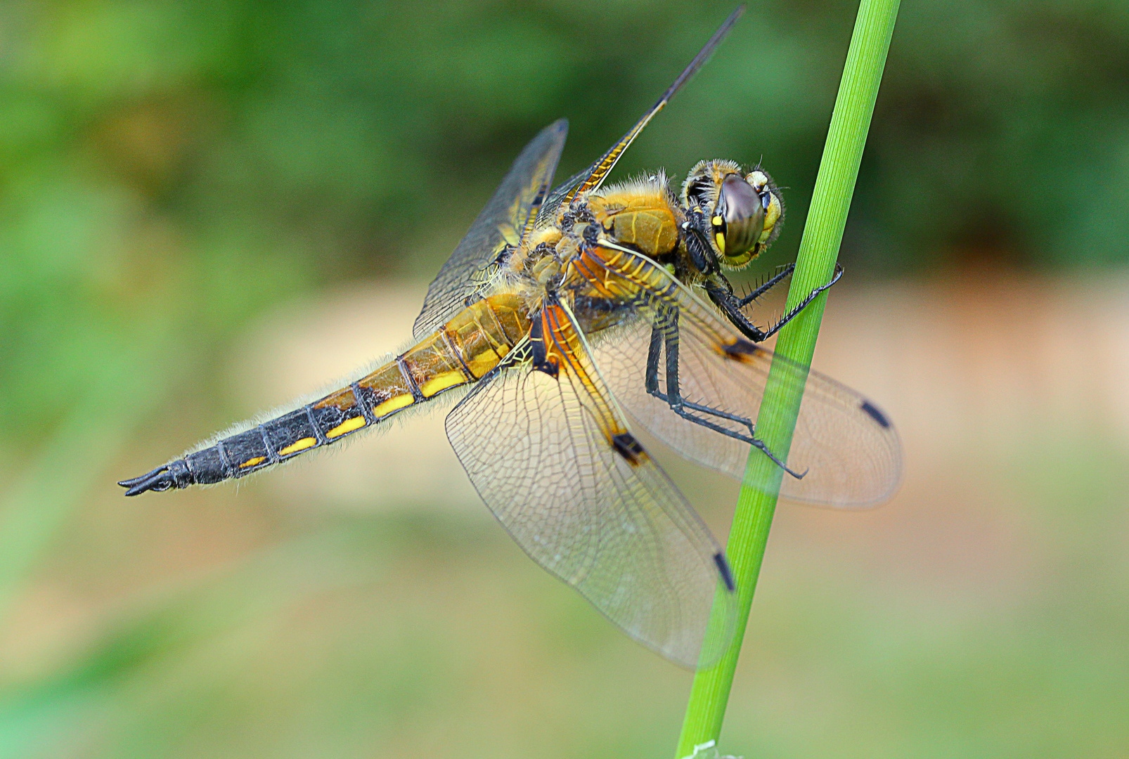 Vierflecklibelle