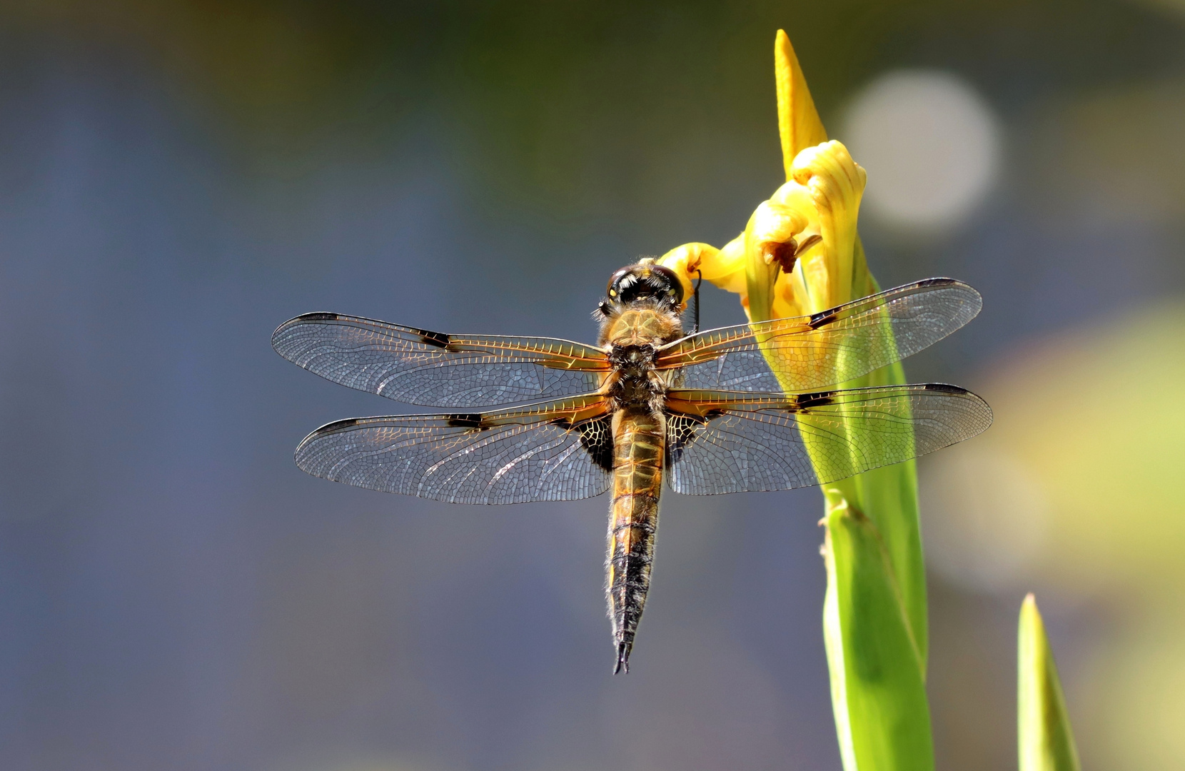 Vierflecklibelle