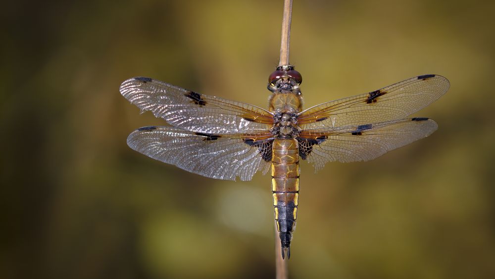 vierflecklibelle