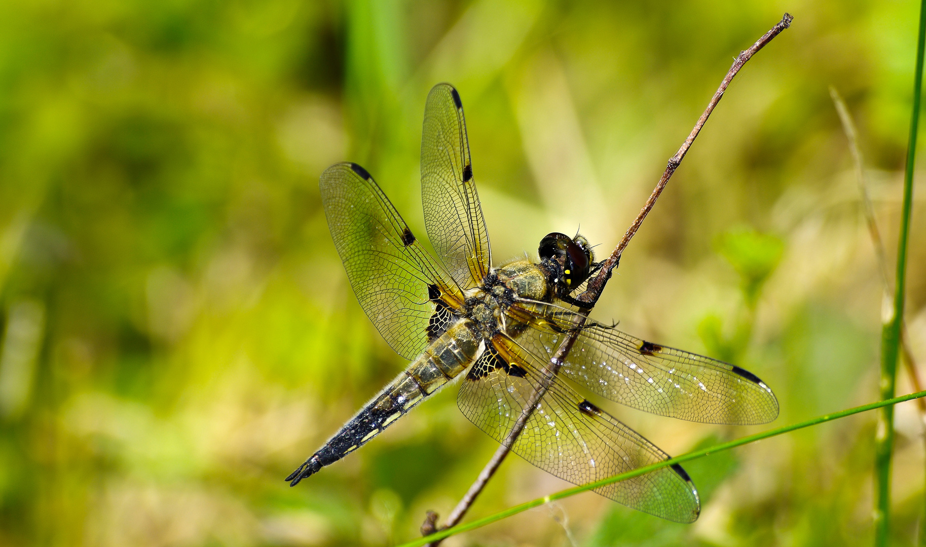 Vierflecklibelle