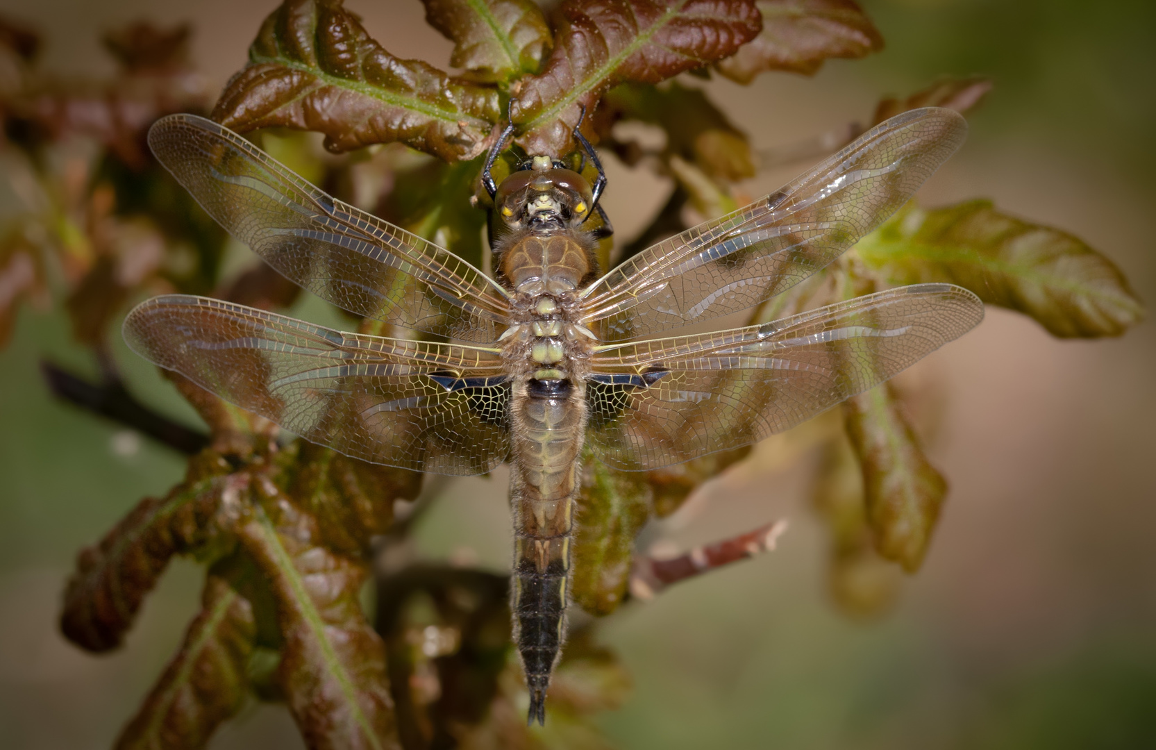 vierflecklibelle