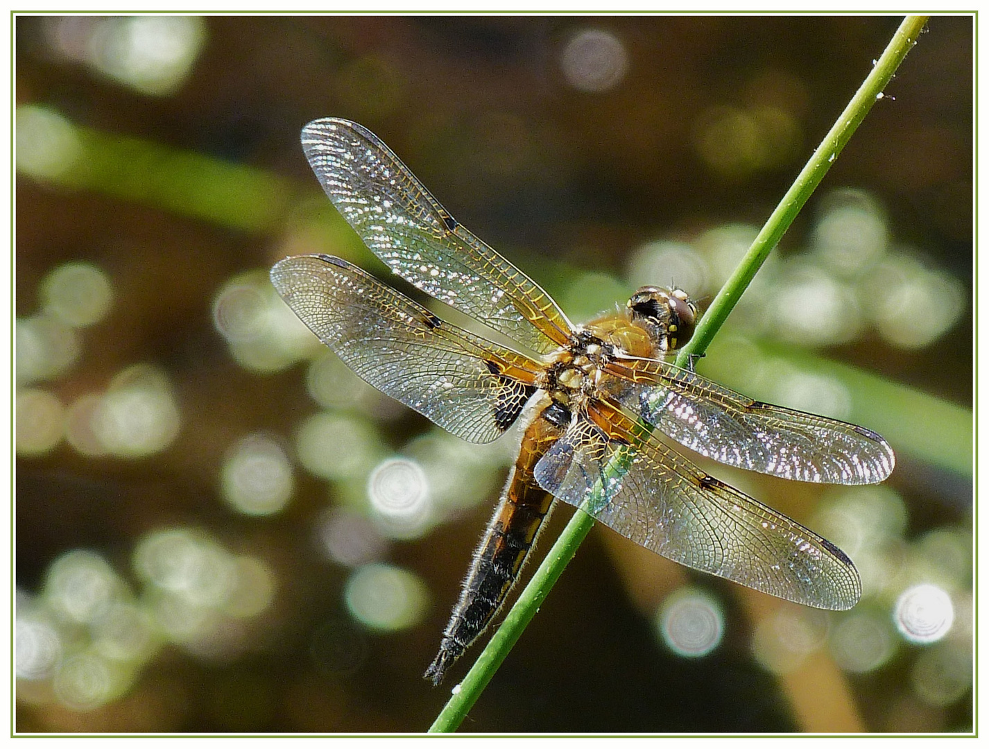 Vierflecklibelle