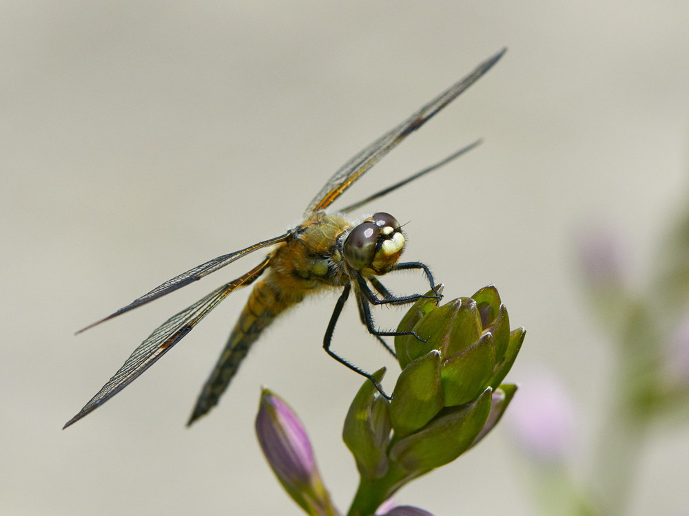 Vierflecklibelle 5