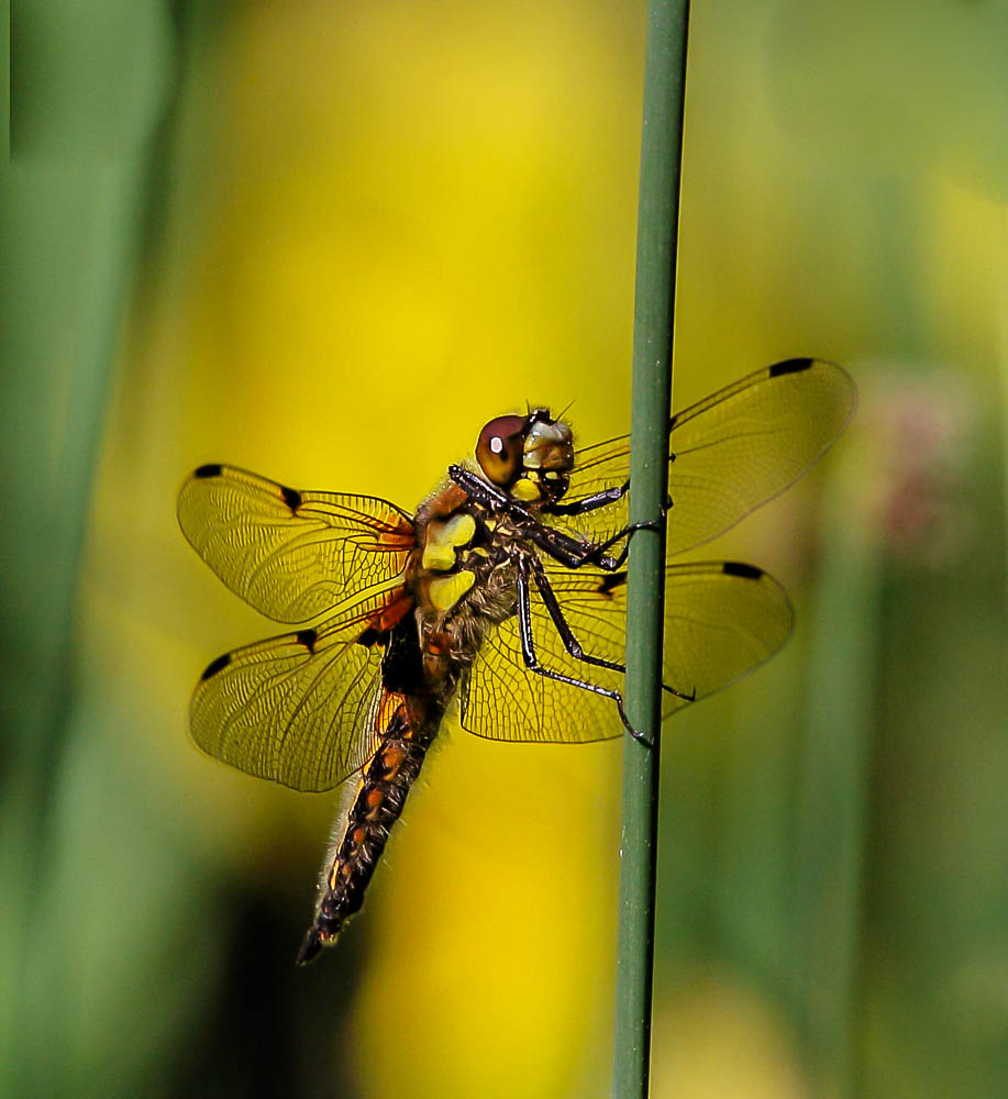 Vierflecklibelle