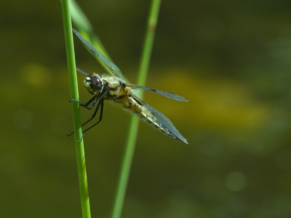 Vierflecklibelle