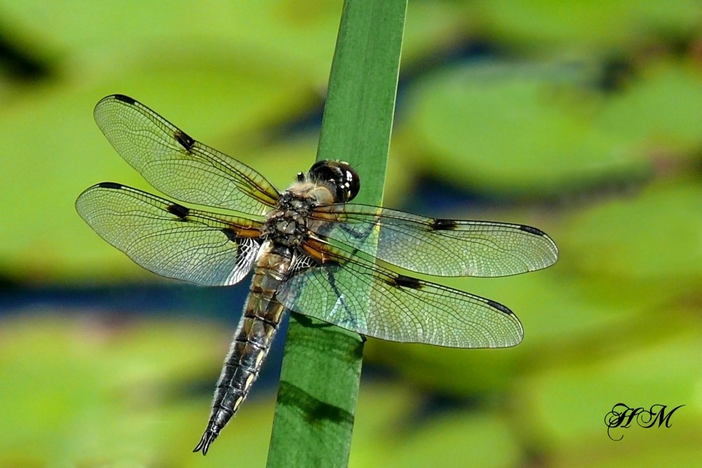 Vierflecklibelle