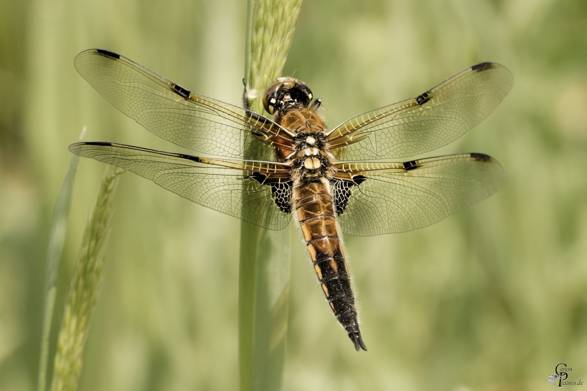 Vierflecklibelle