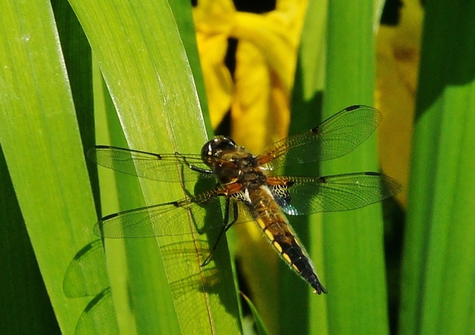 Vierflecklibelle.