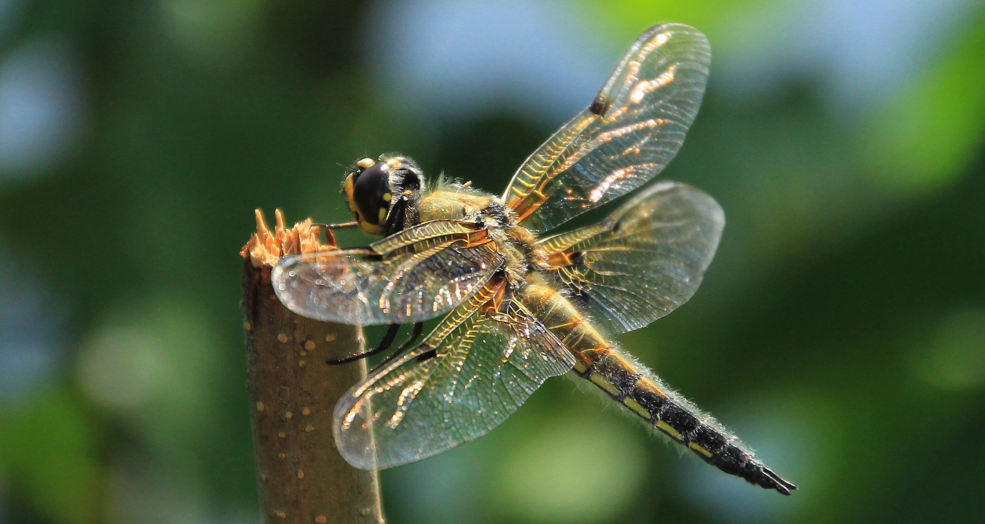 Vierflecklibelle