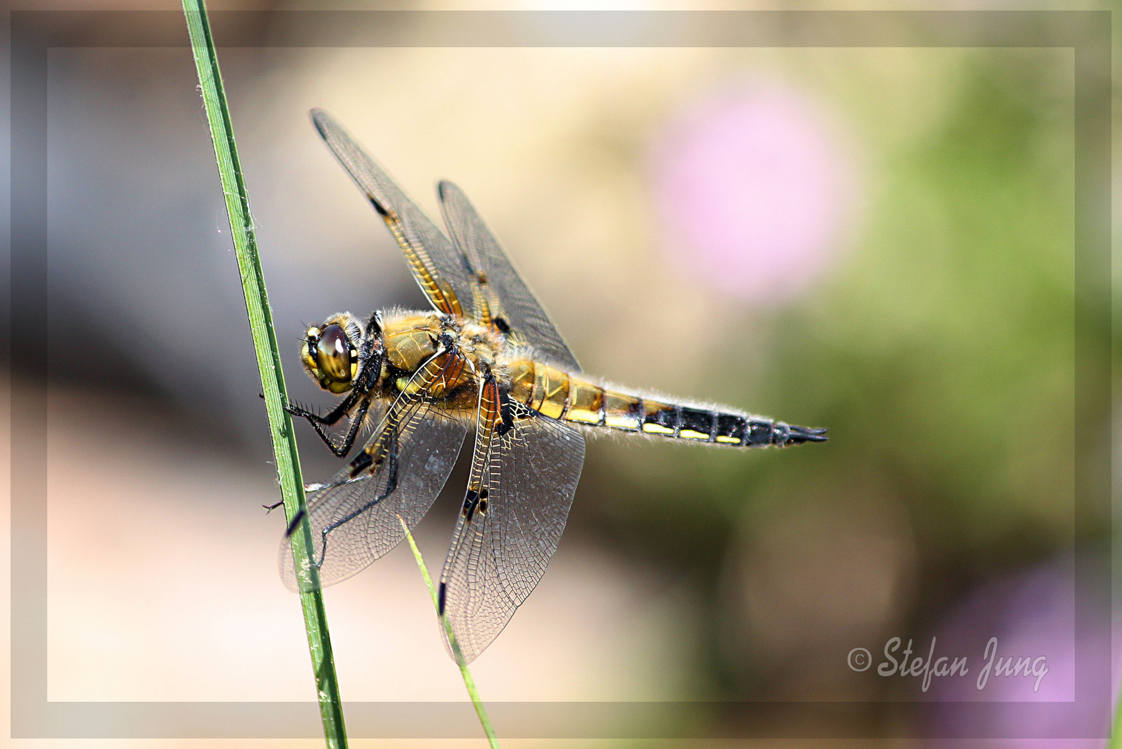 Vierflecklibelle