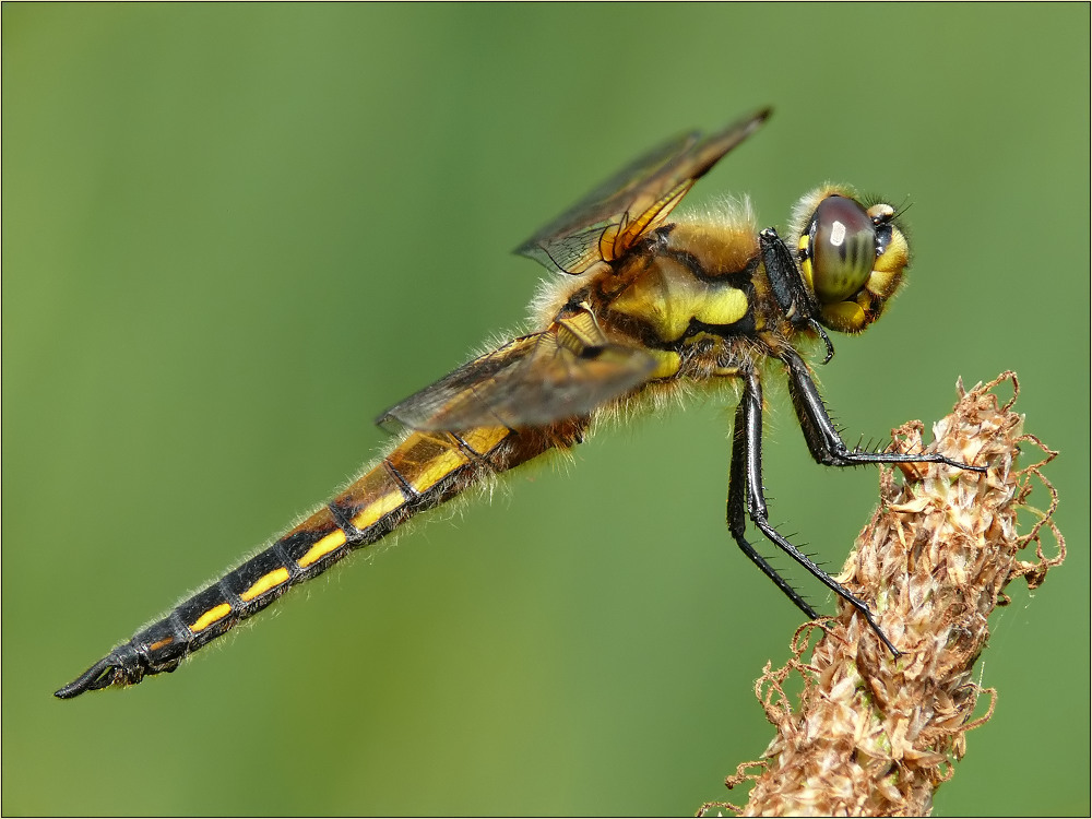 Vierflecklibelle .