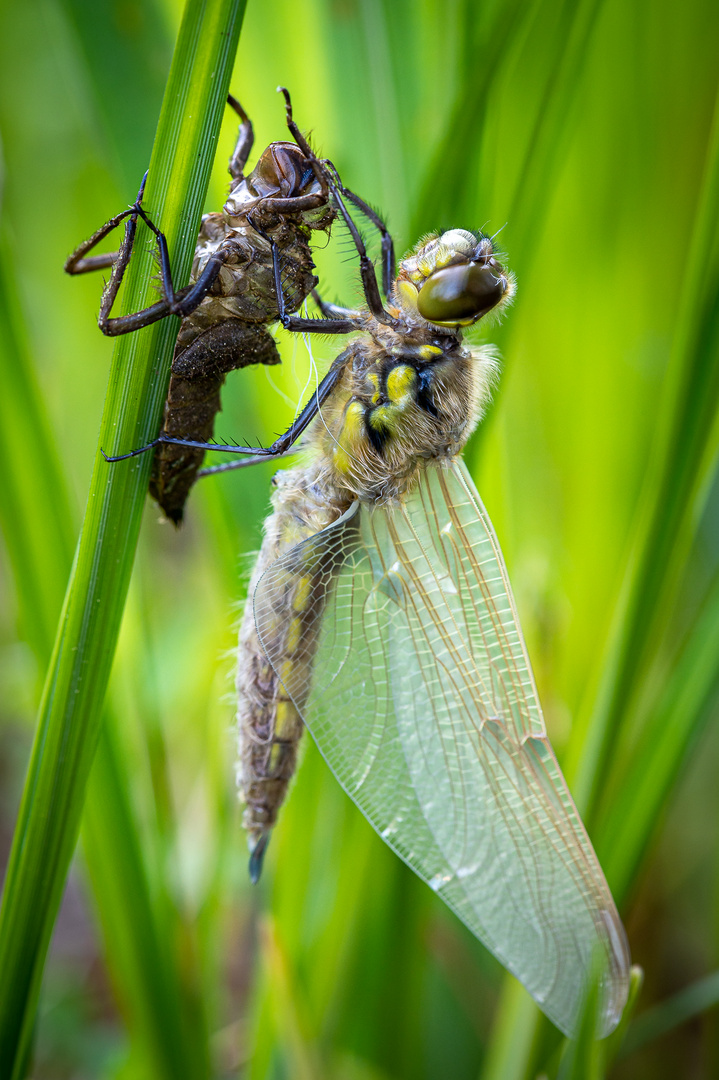 Vierflecklibelle