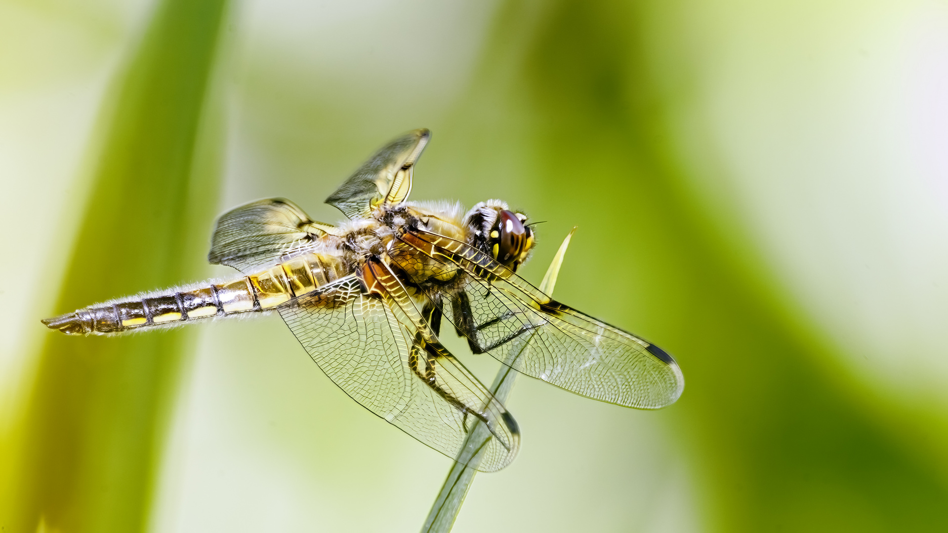 Vierflecklibelle